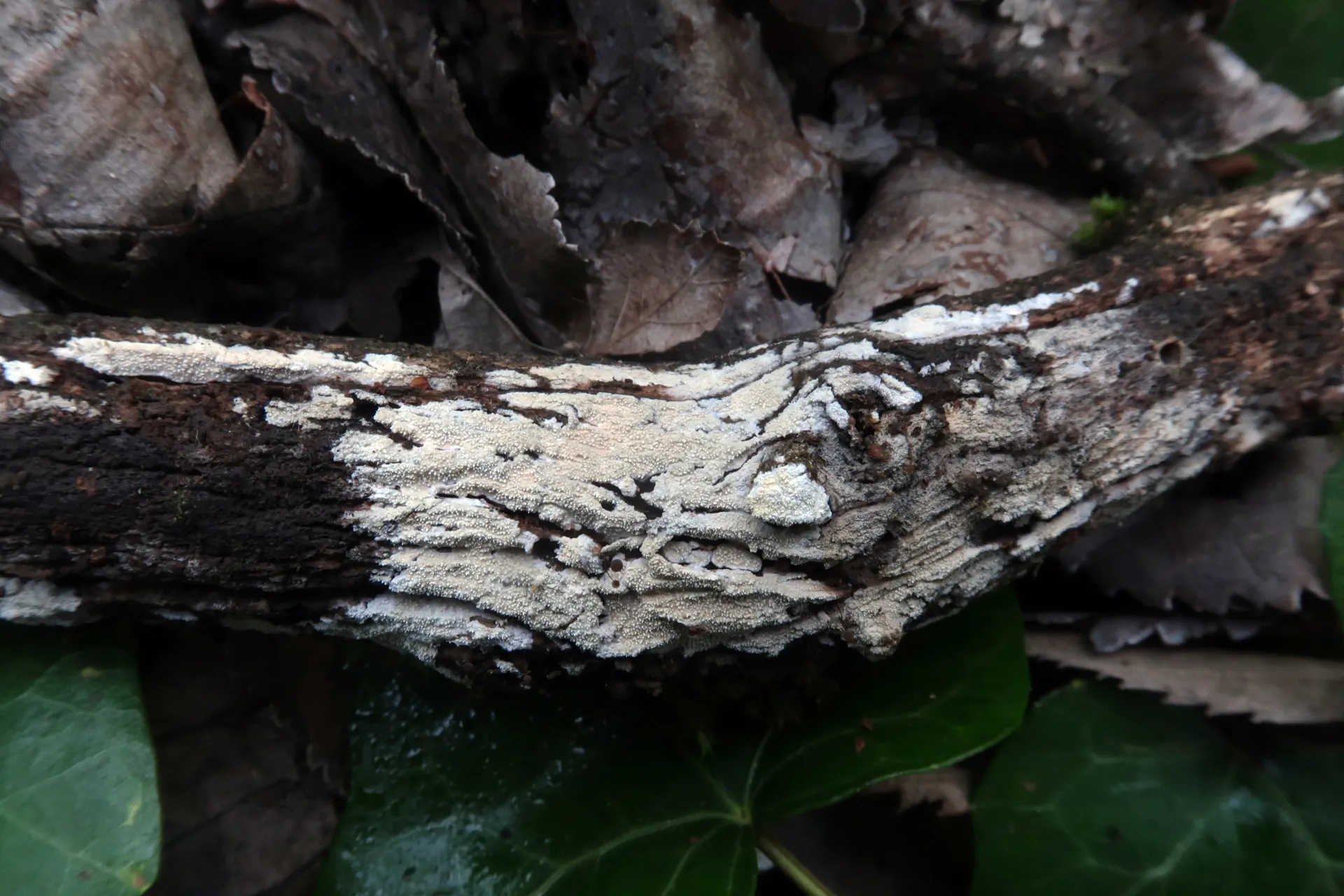 Lyomyces crustosus - 1 - IMG_6411